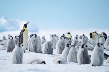 الأباطرة الأوائل: معسكر ويتش أواي